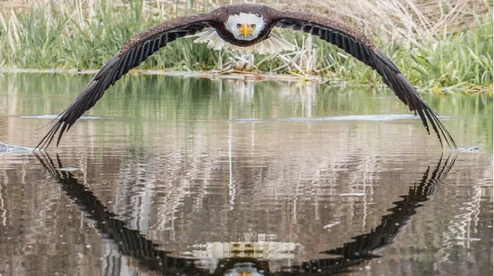 Ontario photographer's shot of bald eagle goes viral