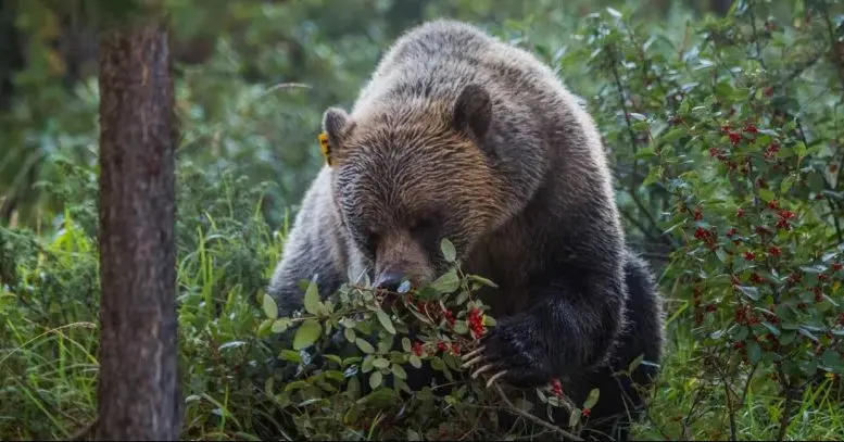 Unusual amount of grizzly bear sightings on Vancouver Island