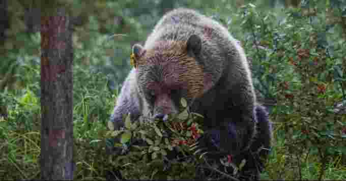Grizzly eating berries Alex Taylor Parks Canada CBC