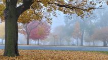 It’s not your imagination—here’s why fall is the foggiest season