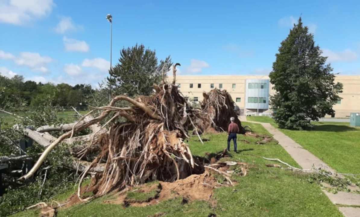 Hurricane dorian tree damage - UGC