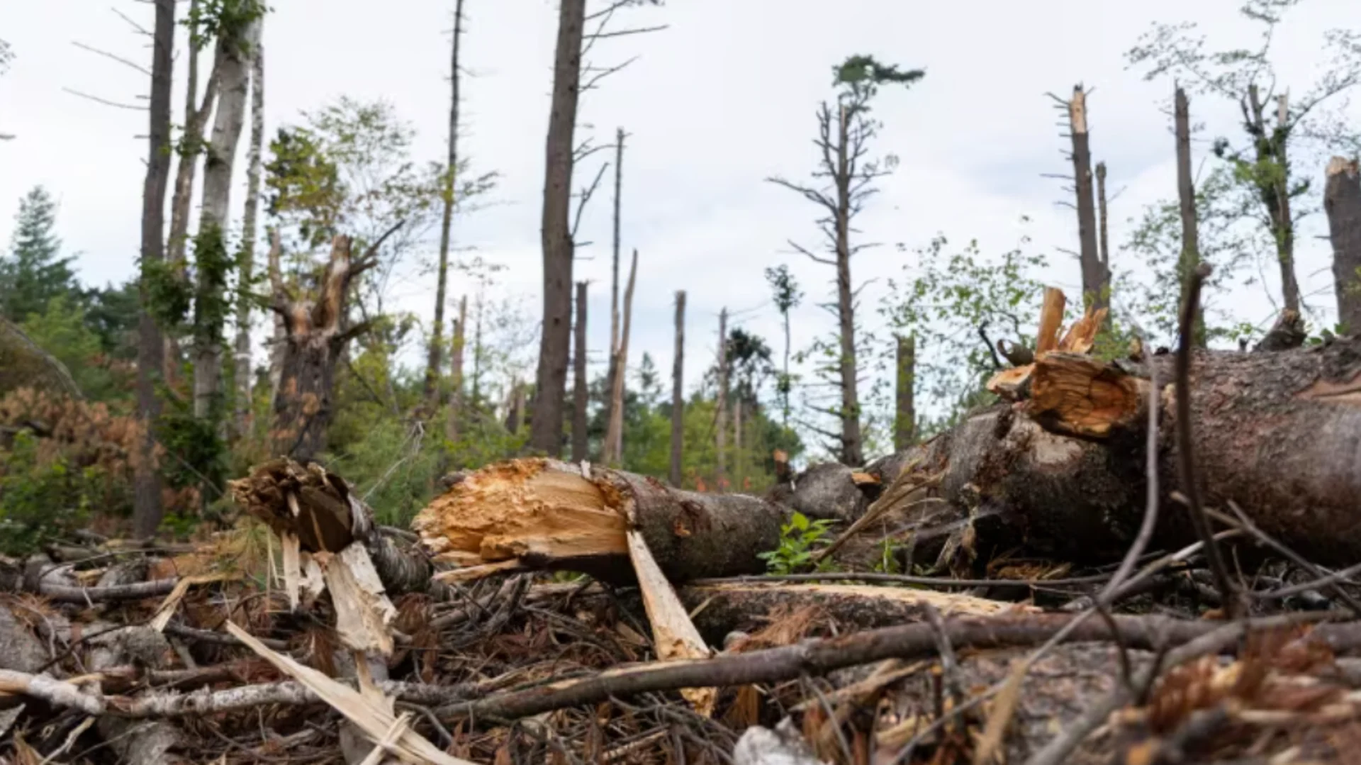 2 years after the devastating derecho swept across parts of Ontario, a reforestation program is taking root. See the story, here