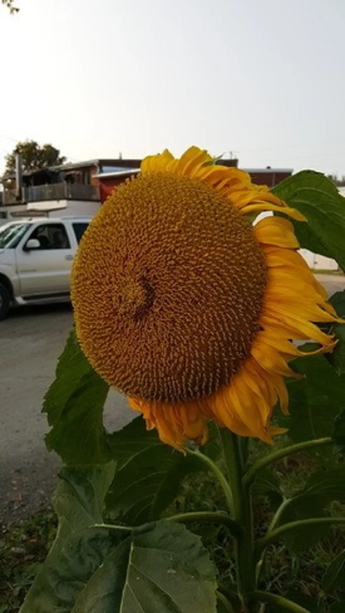 GiantSUnFlowerr