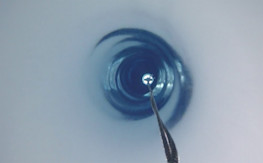 Bizarre mystery lifeforms found deep beneath Antarctic ice
