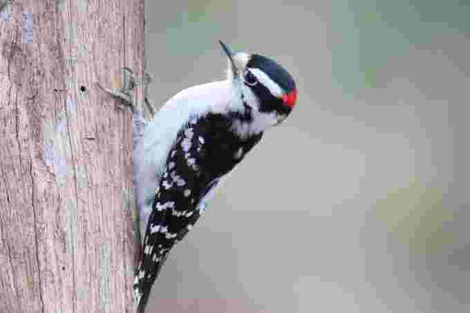 GettyImages- downy woodpecker