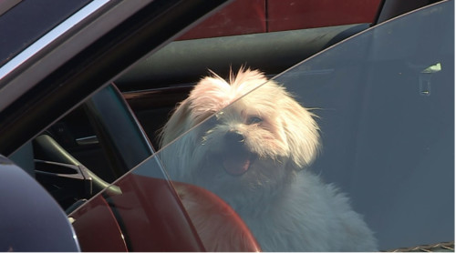 Quoi faire avec un chien laissé dans une voiture