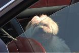 There’s a dog in a hot vehicle! What should I do?