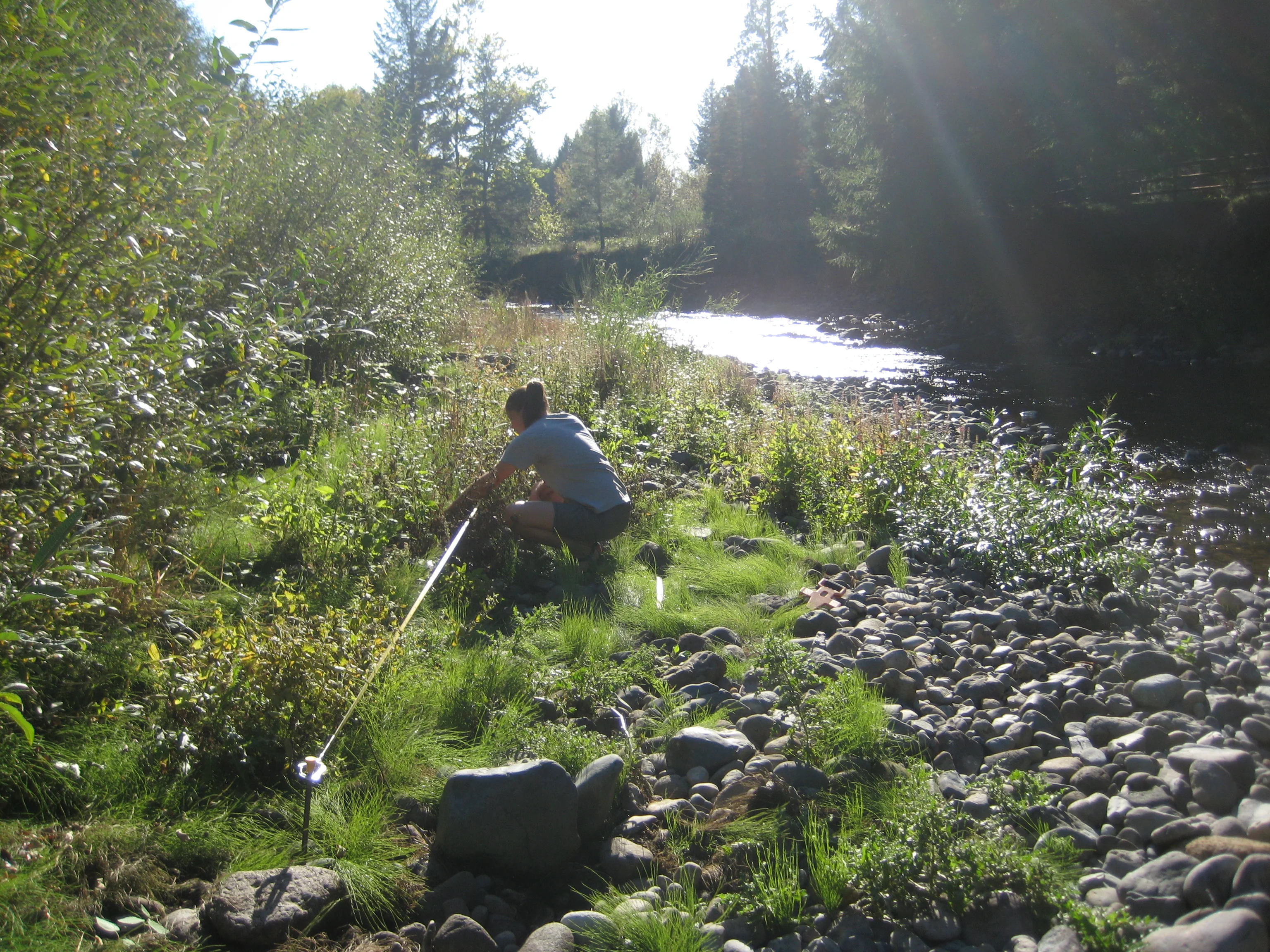 Scarlet monkeyflower plant habitat/Amy Angert/Submitted to The Weather Network