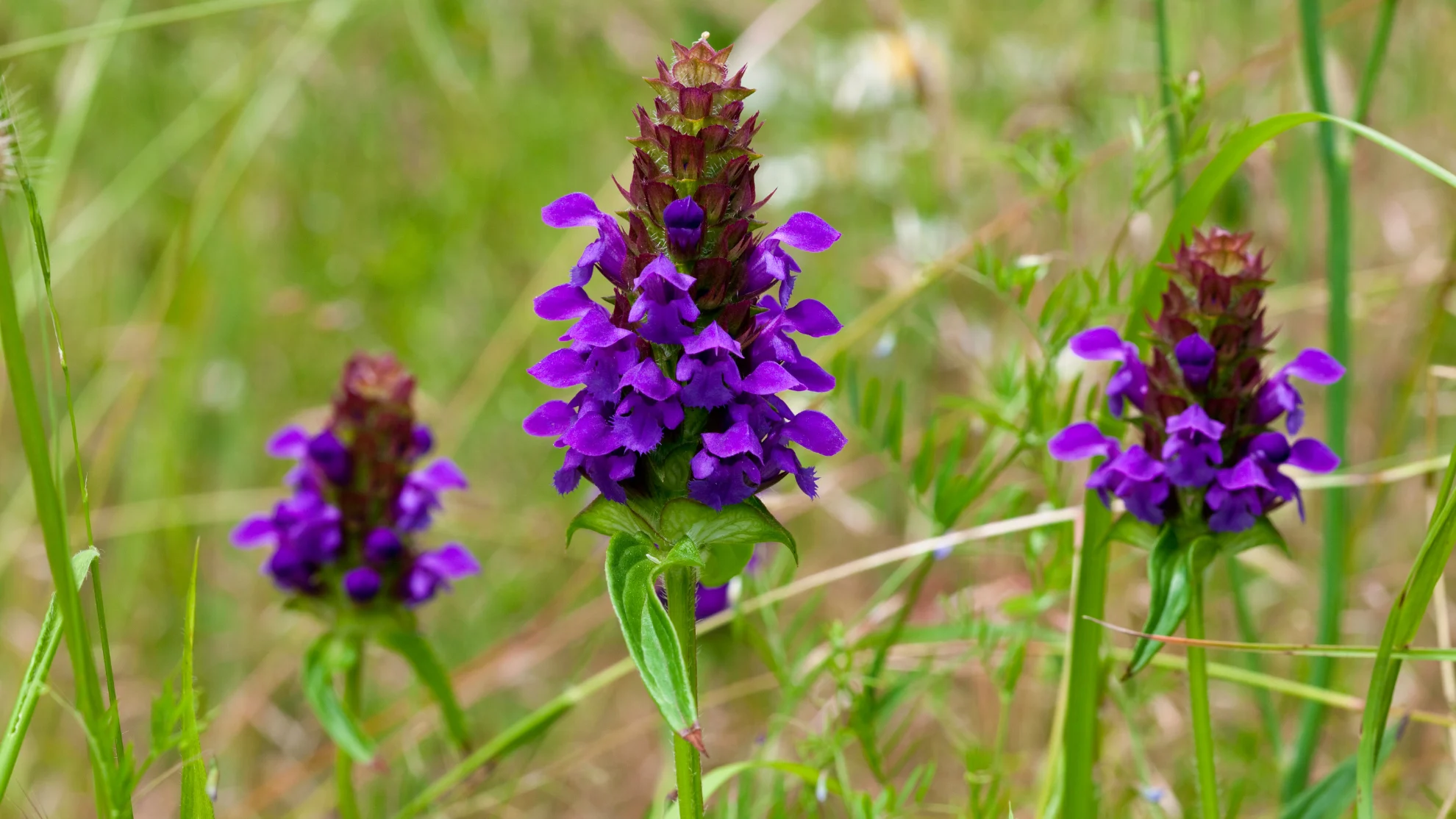 CANVA - healall plant