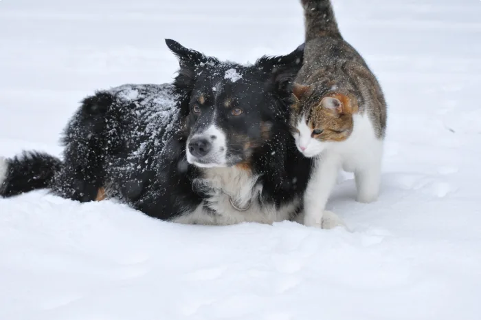 Les signes d’hypothermie chez nos chiens et chats, les voici