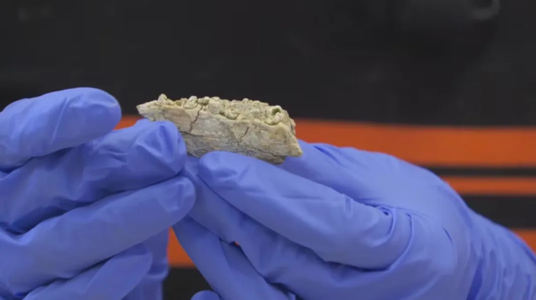 CBC: A fossil of unidentified animal found at Big Stone, Alta., in September. (David Bajer/ CBC)