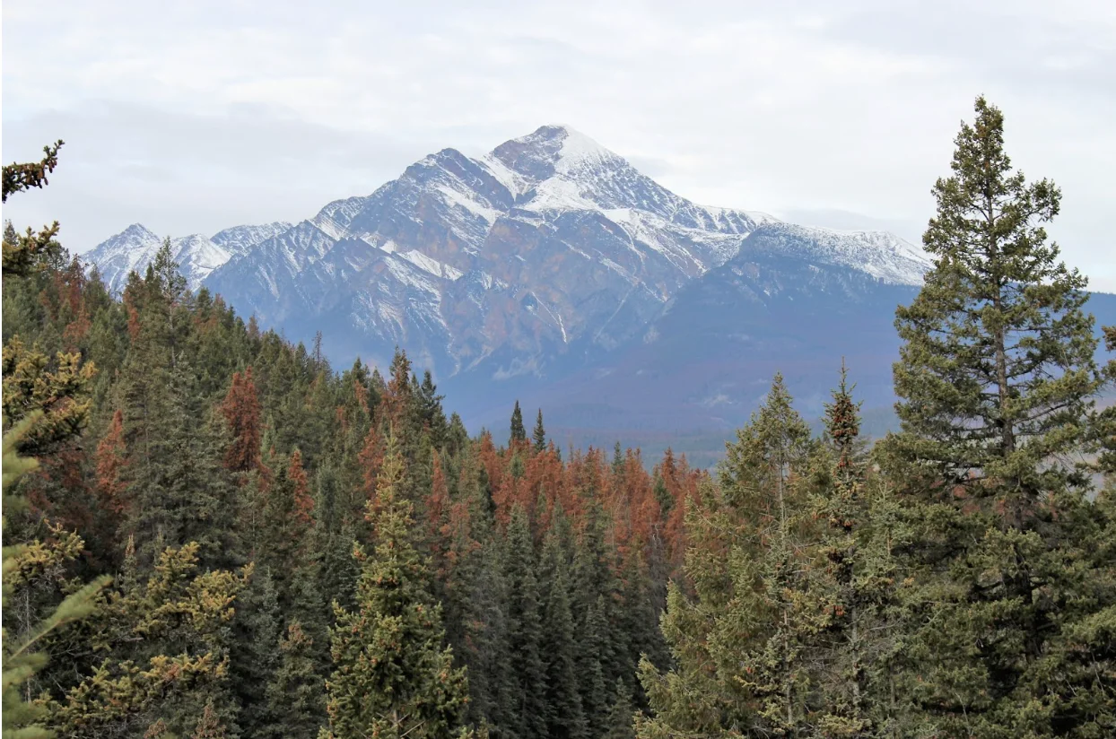 Provided - Catherine Cullingham | Trees impacted by mountain pine beetle infestation are seen in the Valley of the Five Lakes in Alberta. 