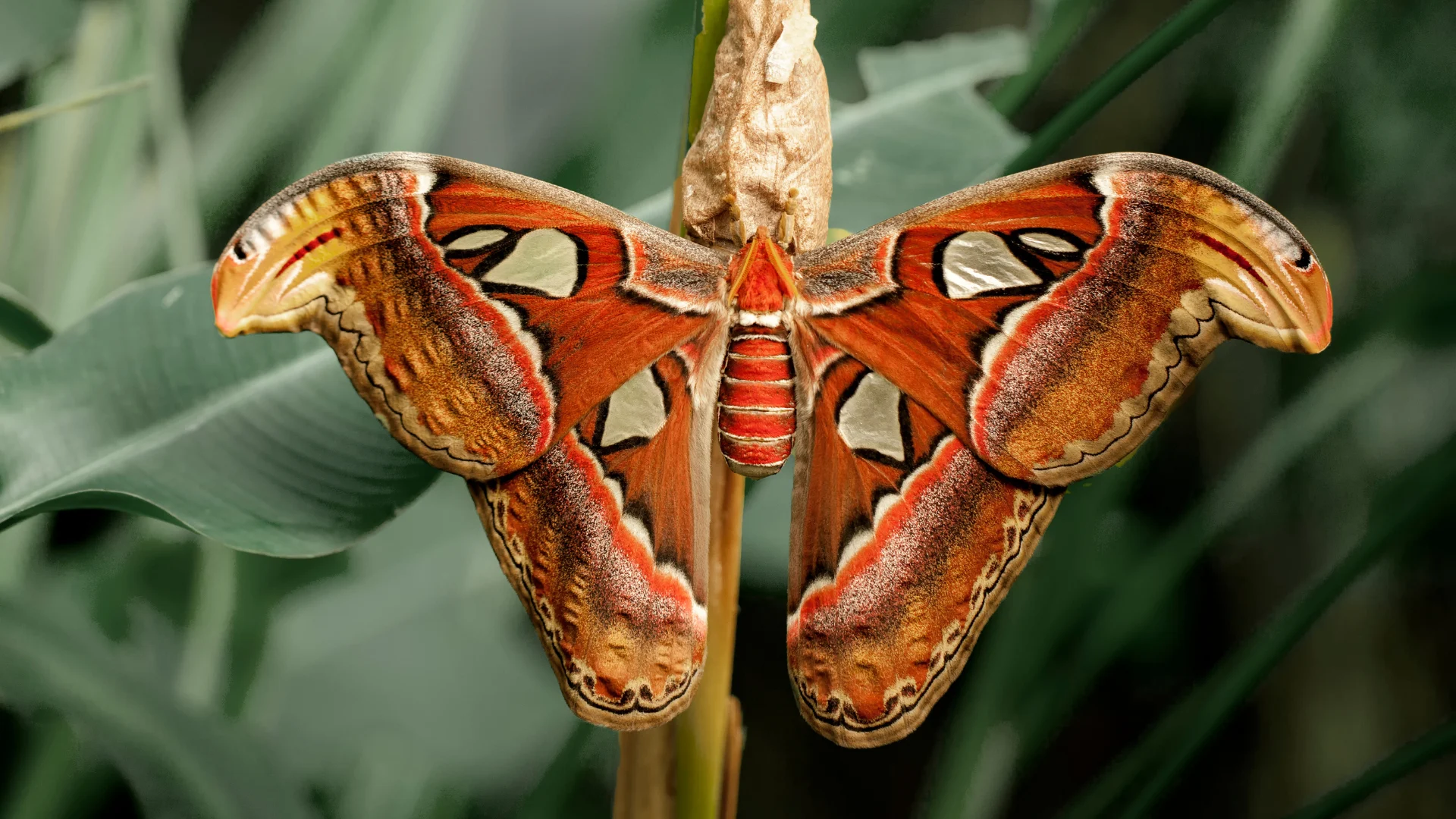 Moths inspire sound-absorbing sonic wallpaper