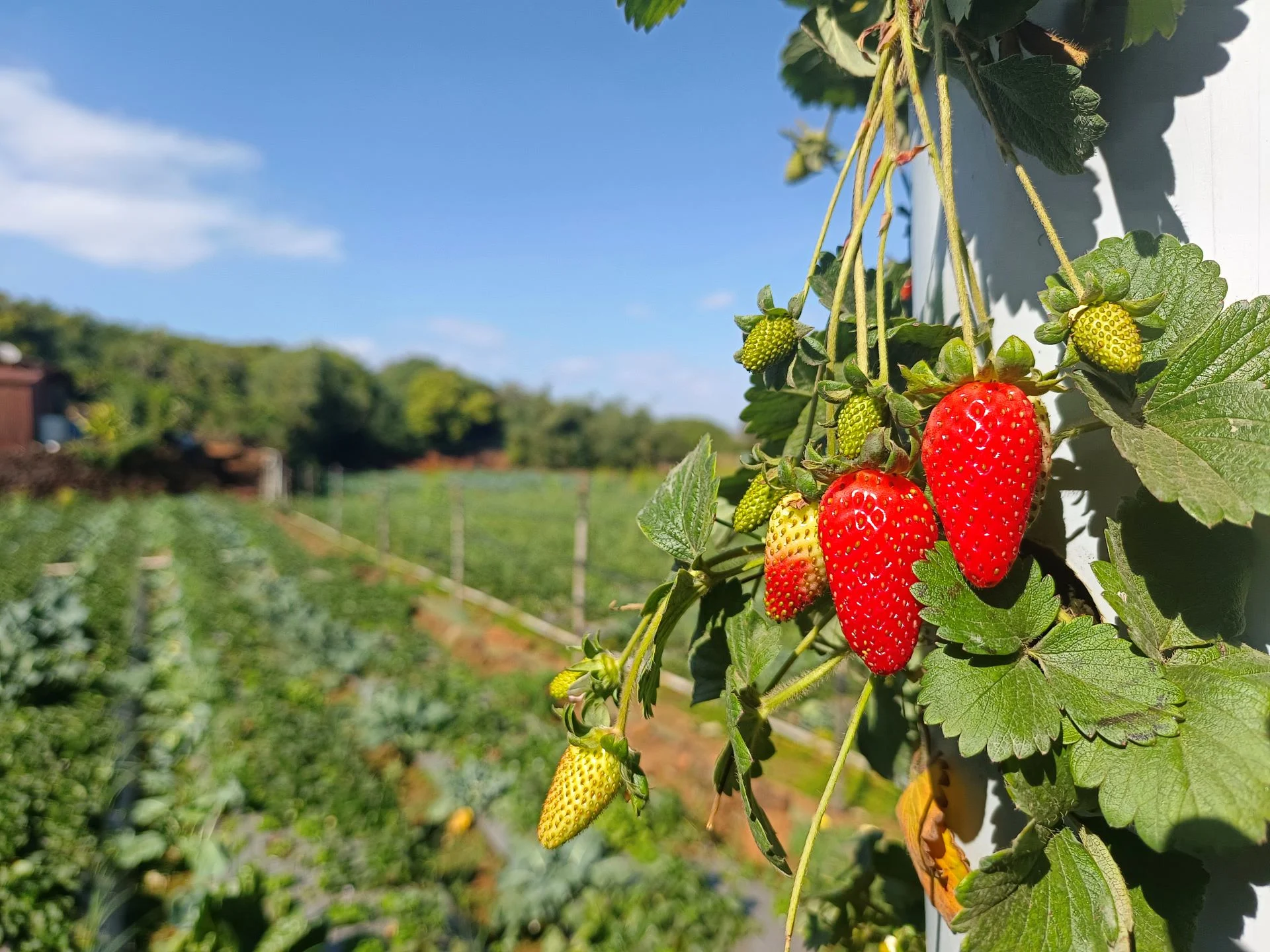 Pour avoir de beaux légumes, plantez des fruits !