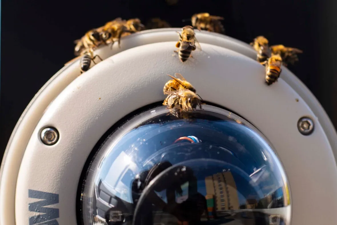 jpeg-bu-bees-ck-0002-jpg/Chelsea Kemp/CBC