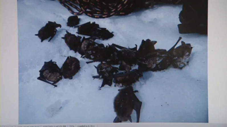 CBC Bats with white-nose syndrome would wake up from hibernation in their caves and starve or freeze to death. (CBC News)