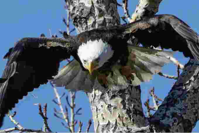 CBC: Jim Springer shared this photo of a bald eagle taken in southwest Calgary's Carburn Park in the spring of 2021. Thacker says avian influenza is contributing to bird deaths but they will need to gather more information on what is happening with their food source to determine the cause. (Jim Springer)