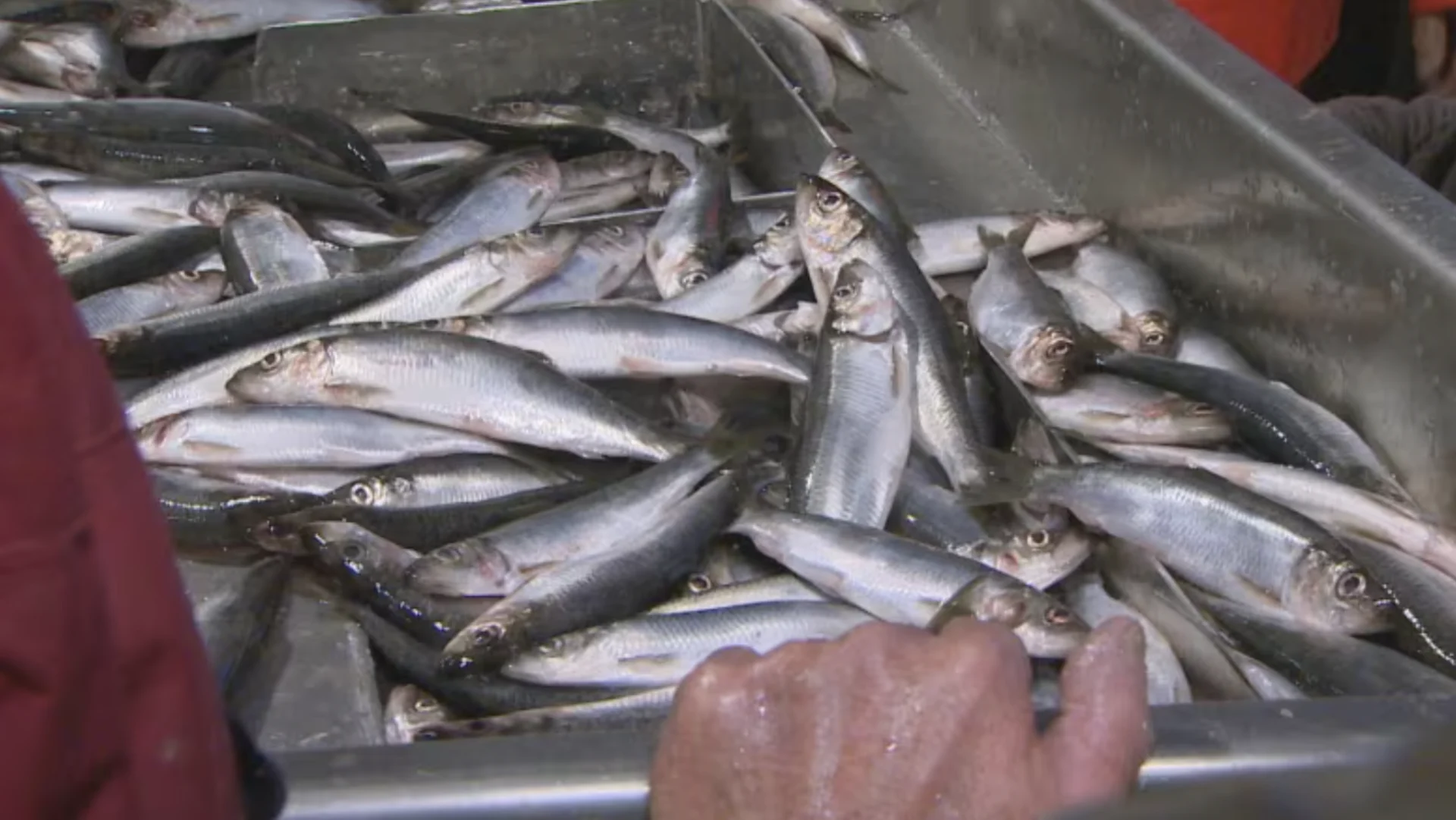 Atlantic herring suffering in warming Gulf of St. Lawrence