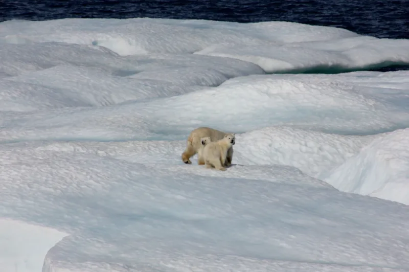 Polar bear dens aren’t being accurately tracked, new study says