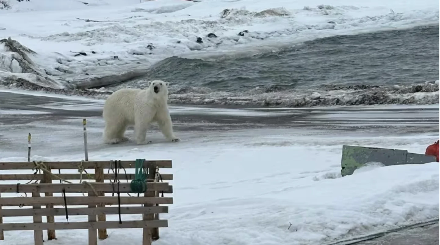 Ours polaire à Terre-Neuve-Labrador