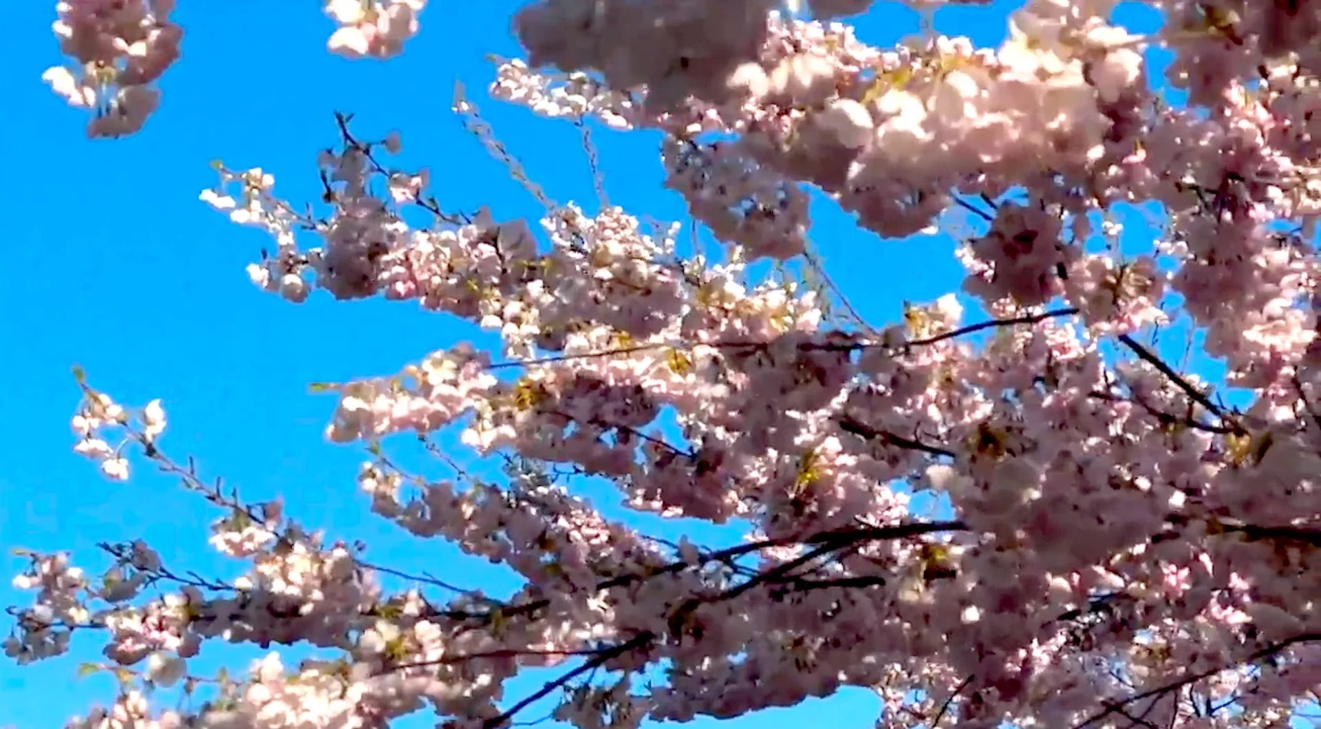 Spring flourishing with colours as cherry blossoms come to life