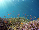  Oceans can be restored within 30 years, study finds