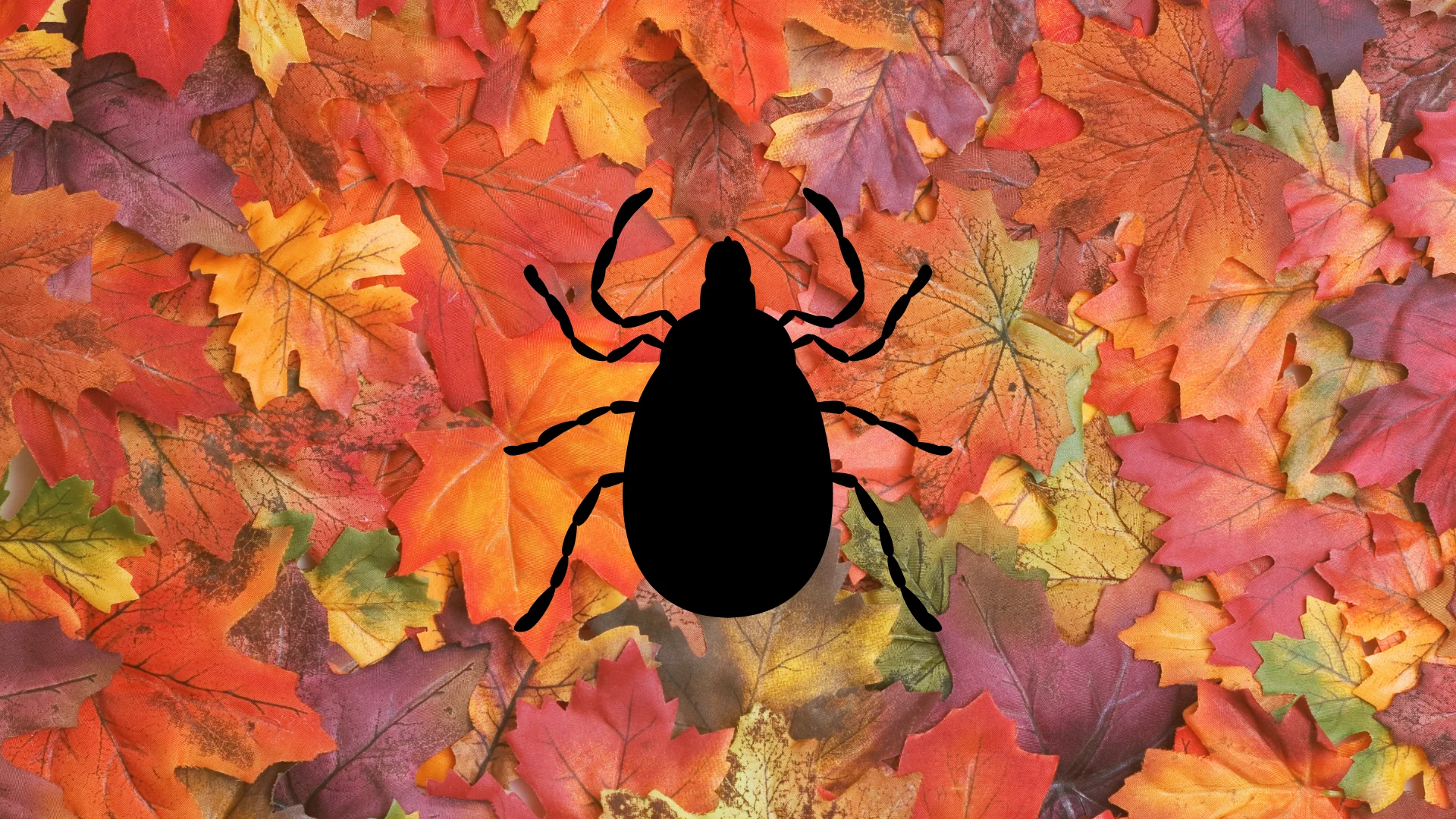 Friendly reminder: Ticks are still active in fall