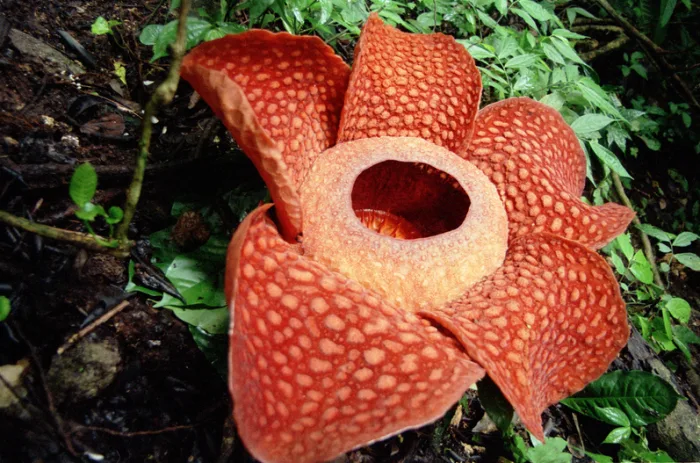 'World's largest flower' is discovered and it smells like rotting flesh