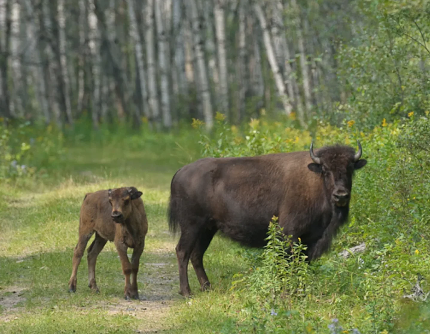 CBC: A Plains Bison cow and her calf stand near the Jonasson Flats trailhead in Prince Albert National Park. (Glen & Rebecca Grambo)