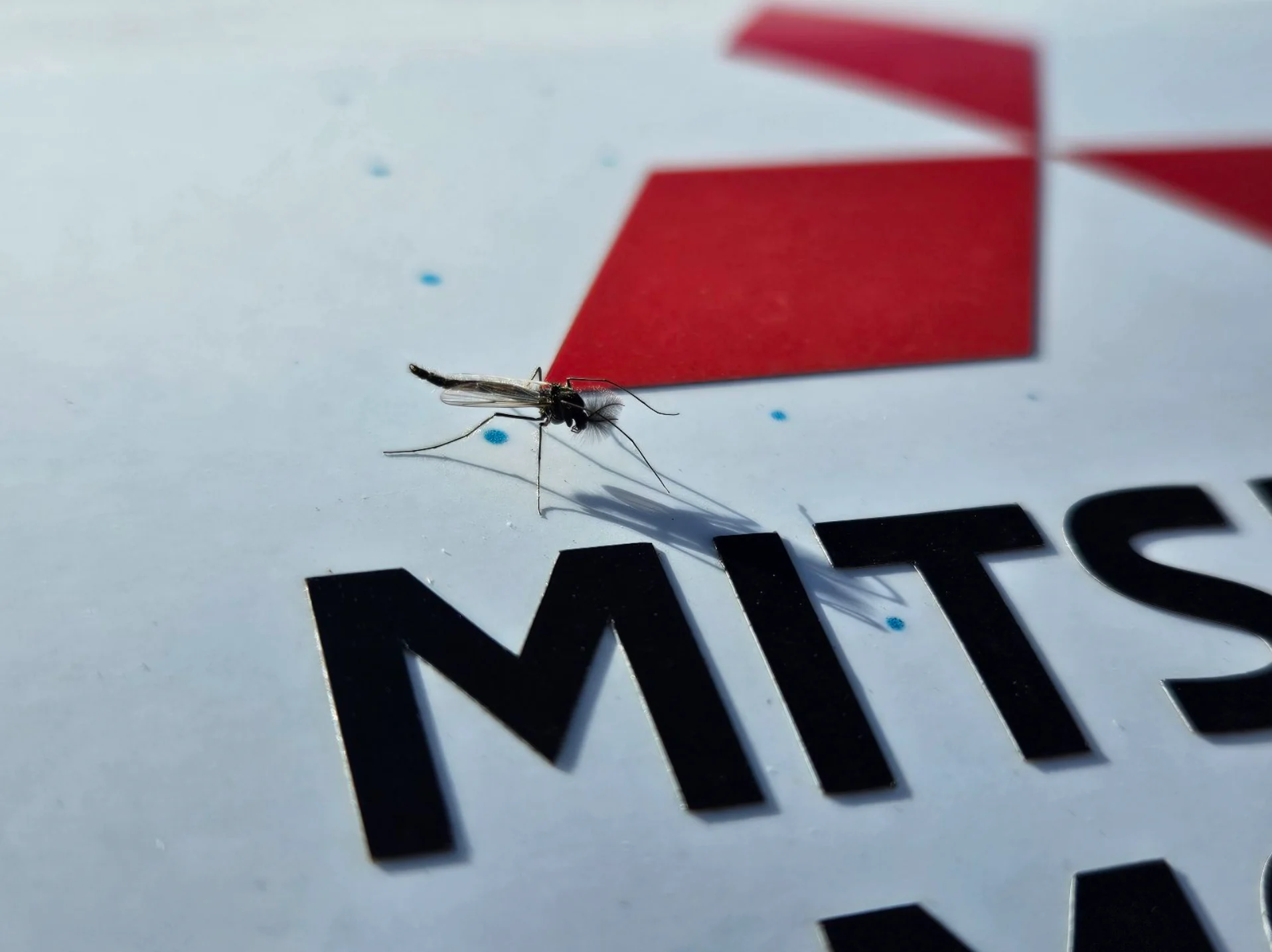 Michael Vann: Midge up close