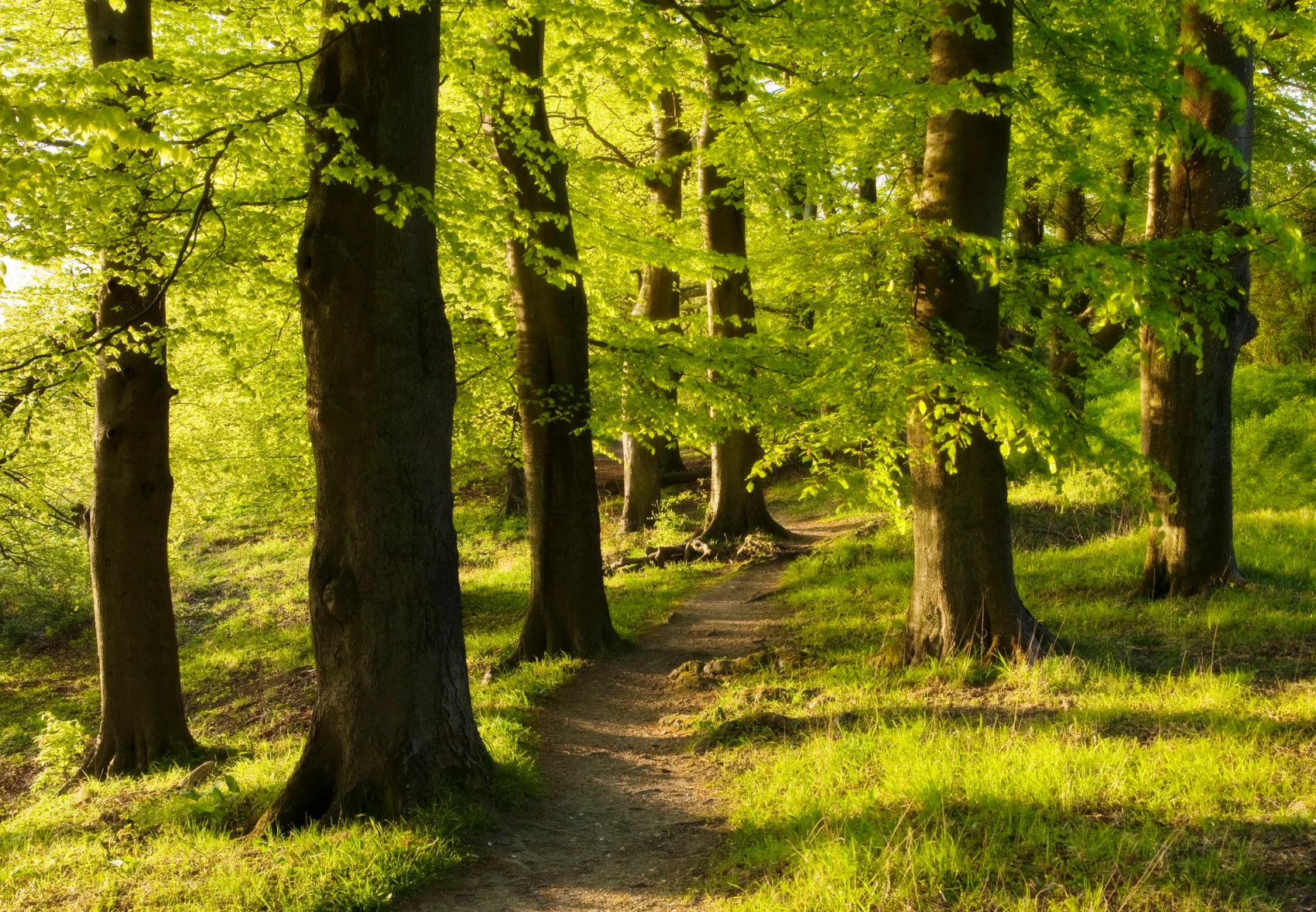 forest - (David Clapp/ Stone/ Getty Images)