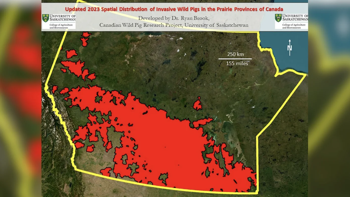 University of Saskatchewan | A map of wild boar sightings in Alberta, Saskatchewan and Manitoba. Research suggests Saskatchewan has the bulk of wild boar in Canada. In Alberta, wild boar are most common in areas northwest of Edmonton according to the Alberta Invasive Species Council. 