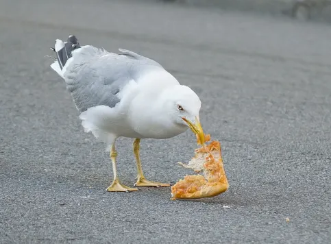 Seagulls have adapted to interrupt our picnics