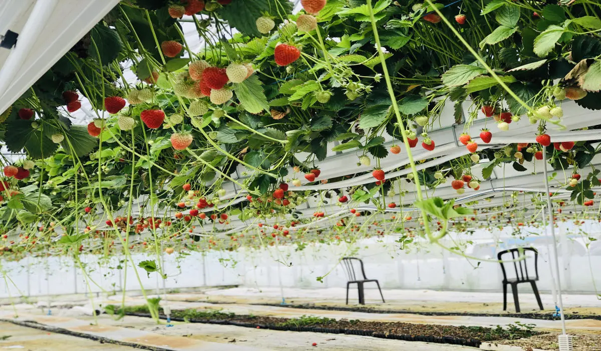 Faire pousser des fraises en plein hiver, c'est possible !