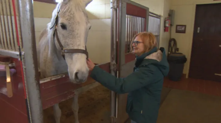 cbc horse flooding