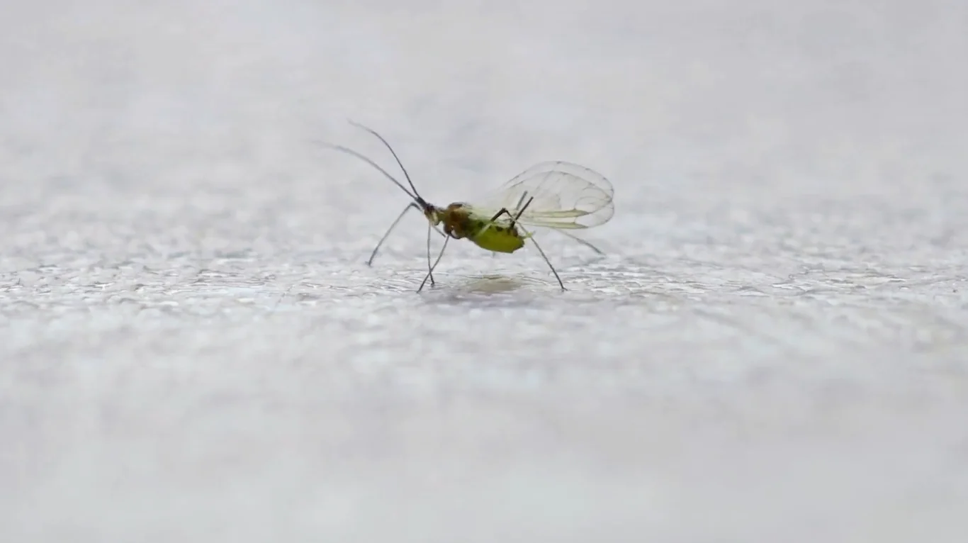 Storyblocks - free to use: winged aphid up close