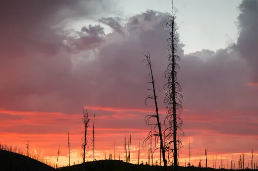 The Arctic is on fire in summer 2019