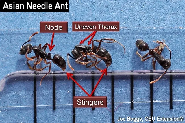 Joe Boggs/ OSU - Asian needle ant