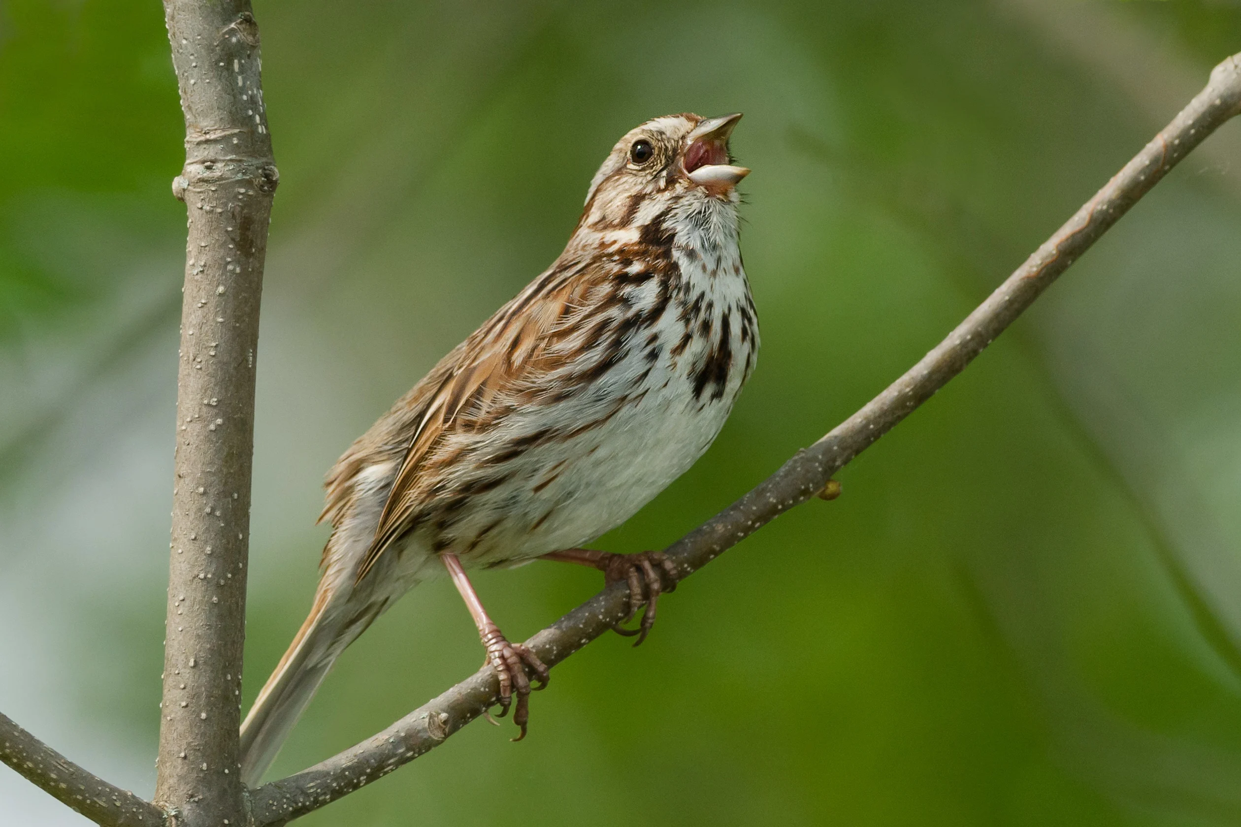 GettyImages-Song Sparrow