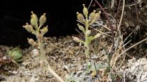 Endangered plant found only in N.W.T. 'doing nicely': Recent survey