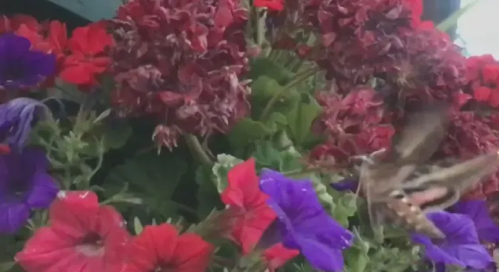 A hummingbird with antennae? No, it's Alberta's large, hairy hawk moth