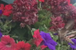 A hummingbird with antennae? No, it's Alberta's large, hairy hawk moth