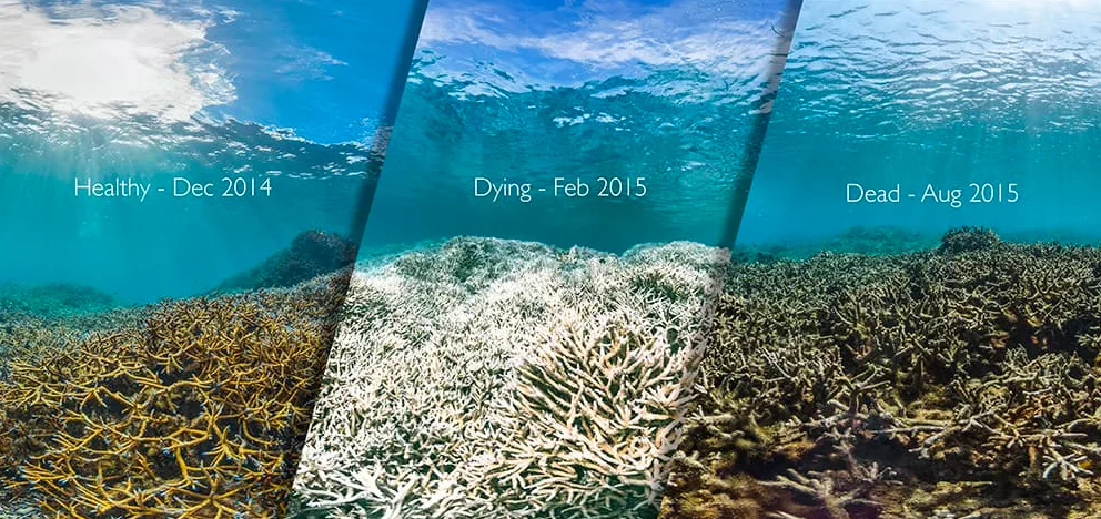 A healthy patch of staghorn coral in American Samoa was documented in 2014 (left), underwent coral bleaching (middle), and eventually the corals were unable to recover and died (right). (XL Catlin Seaview Survey/ NOAA)