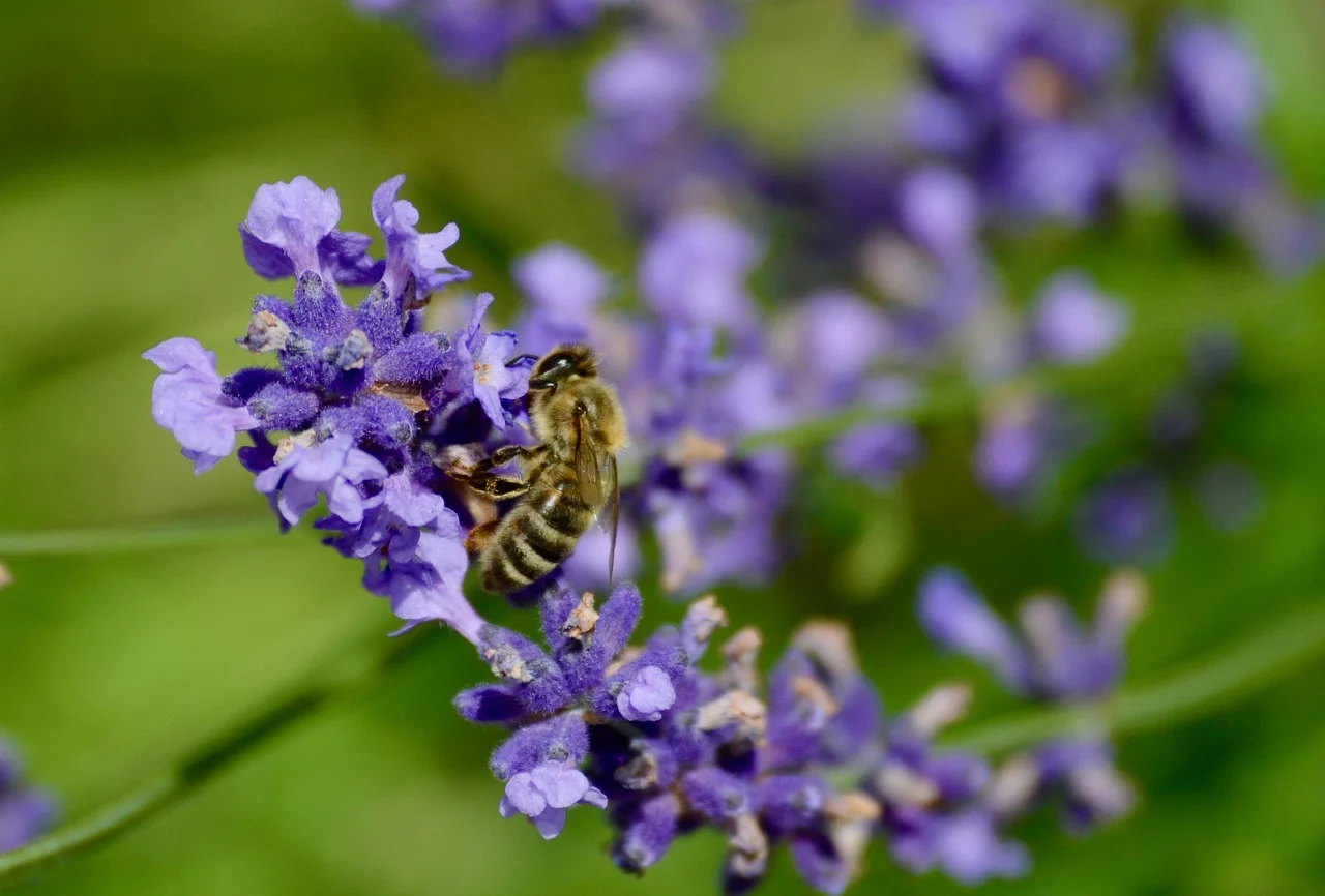 Mode d’emploi pour attirer les abeilles dans son jardin