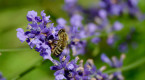 Mode d’emploi pour attirer les abeilles dans son jardin
