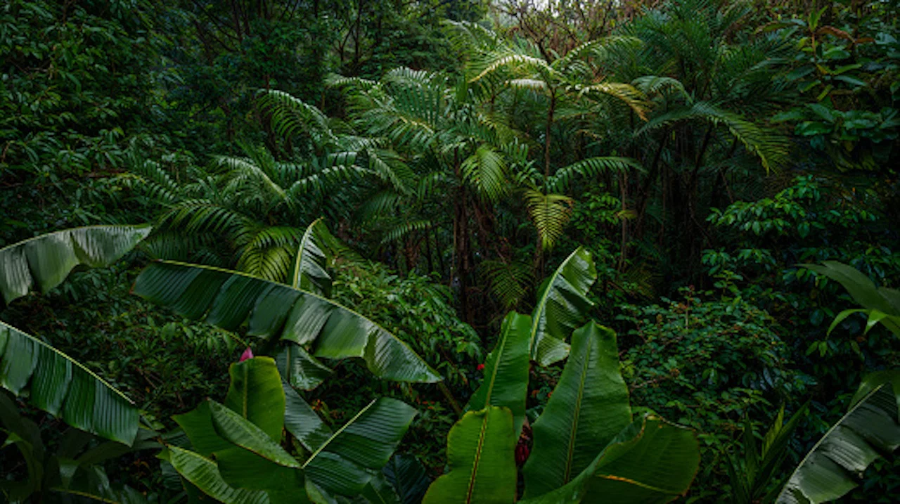 Tropical rainforest/Getty Images/quickshooting/2063544198-170667a