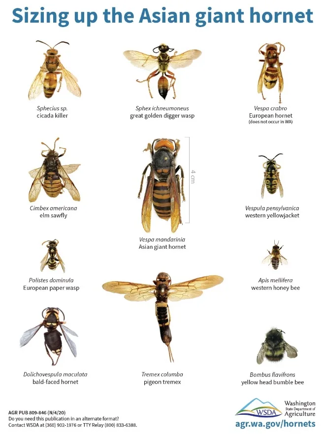 Hornet chart