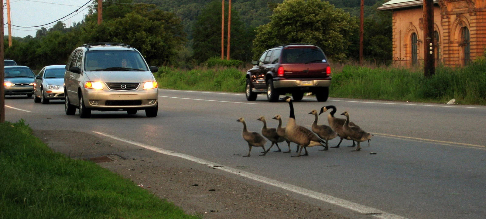Famille d'oies sur route