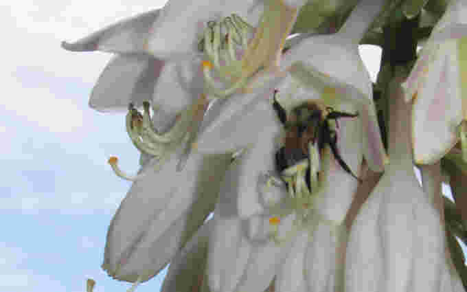 Pollinator paradise: Bumblebee