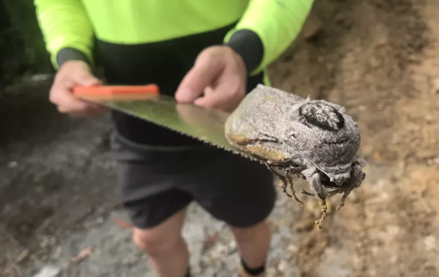 Moth too big to fly found at construction site